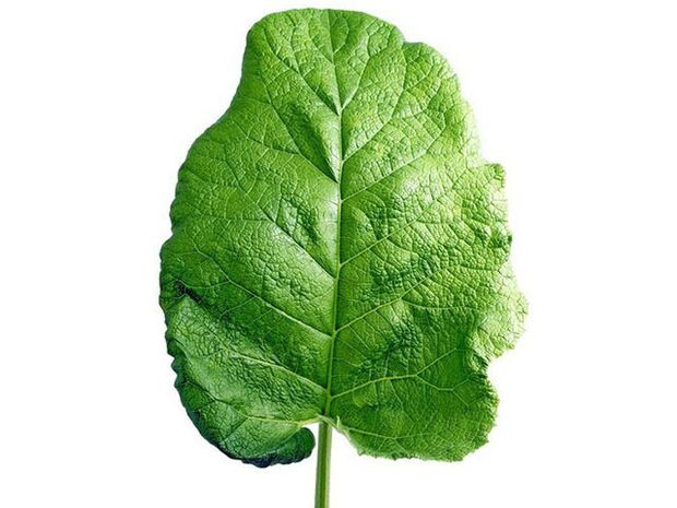Lumbar osteochondrosis treatment with burdock